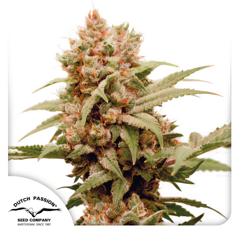 CBG-Force Dutch Passion CBD semena, pryskyřičnaté palice