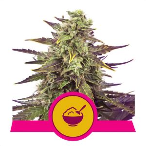Cereal Milk Royal Queen Seeds feminizovaná semena, pryskyřičnaté palice