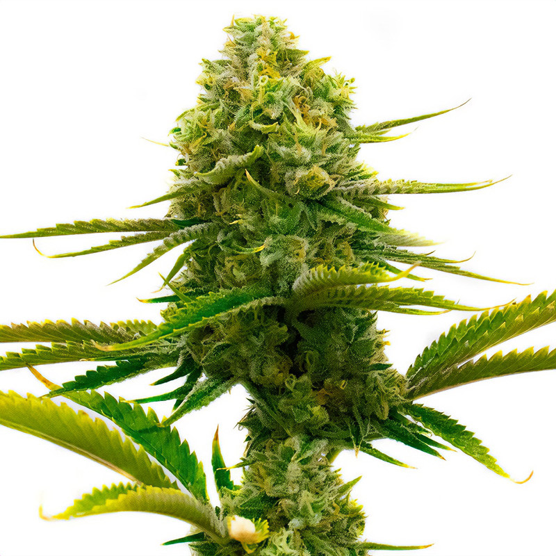 Cesar Semi CBD MDLG Seeds CBD semena, pryskyřičnaté palice