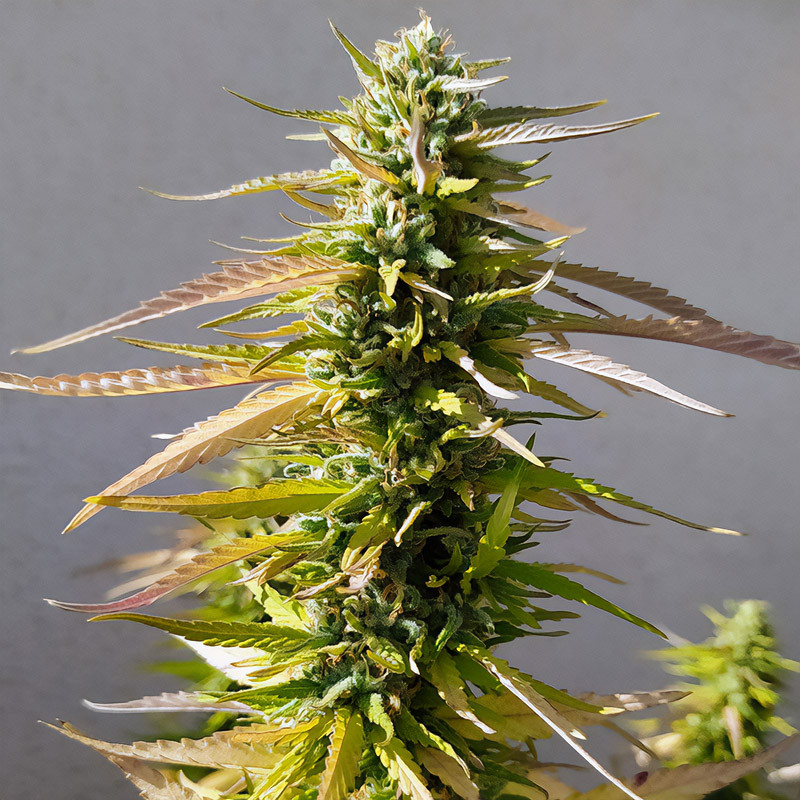 Channel + - Medical Seeds - Feminizovaná semena, pohled 2