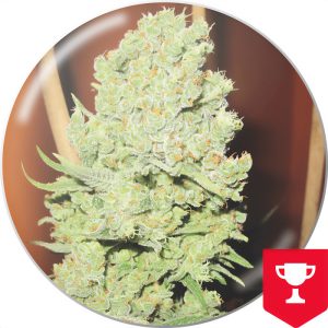 Channel + Medical Seeds feminizovaná semena, pryskyřičnaté palice