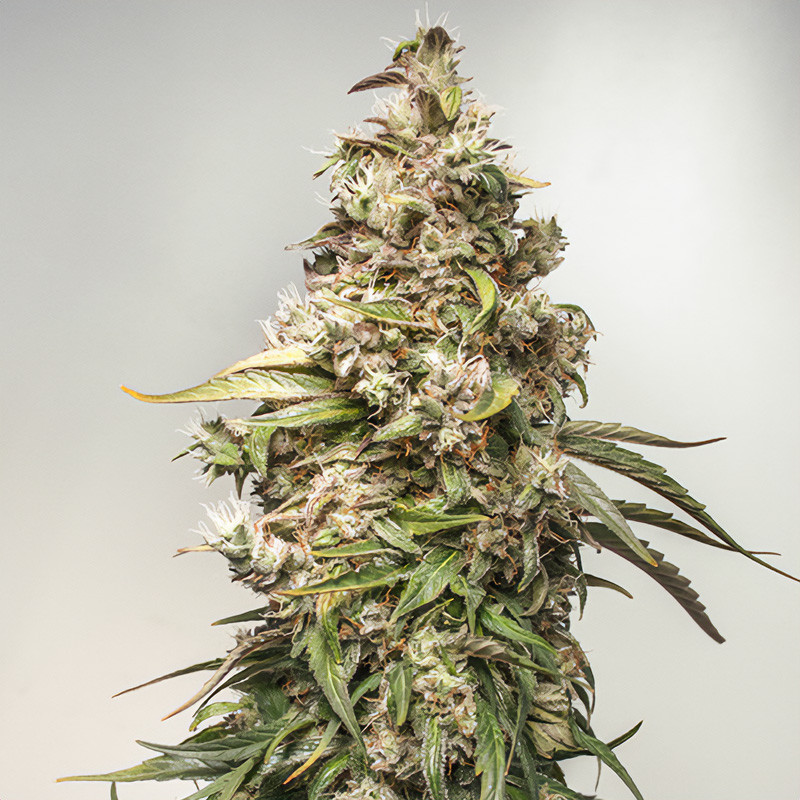 Charlotte's Angel Auto - Dutch Passion - CBD semena, pohled 2