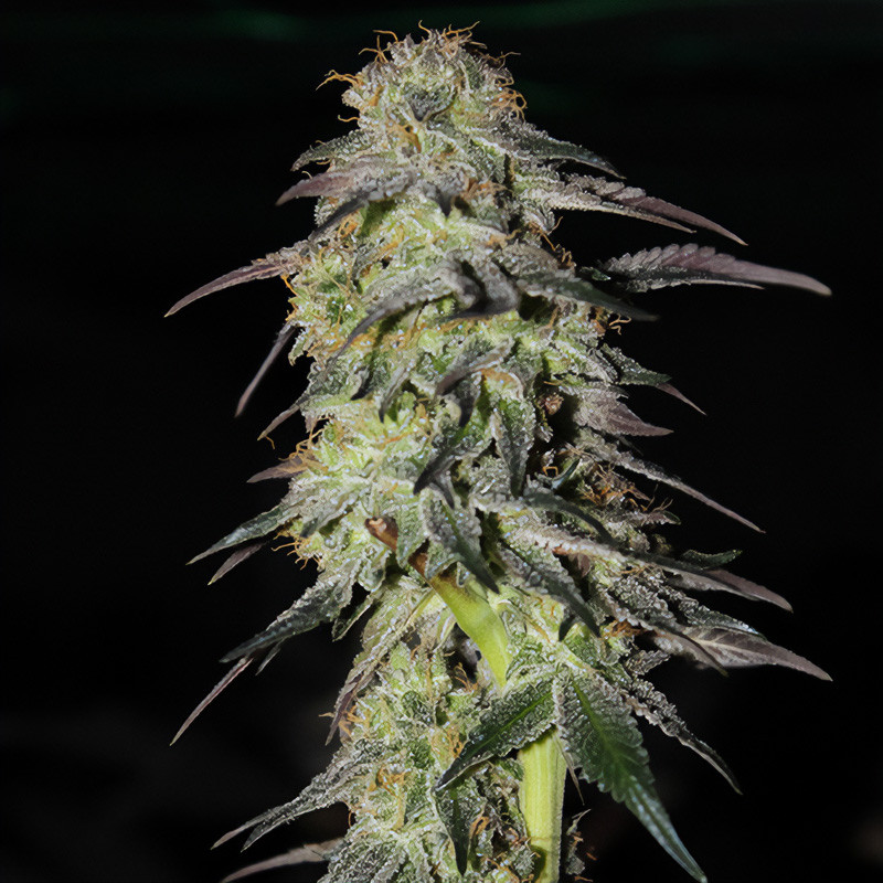 Charlotte's Angel Auto - Dutch Passion - CBD semena, pohled 3