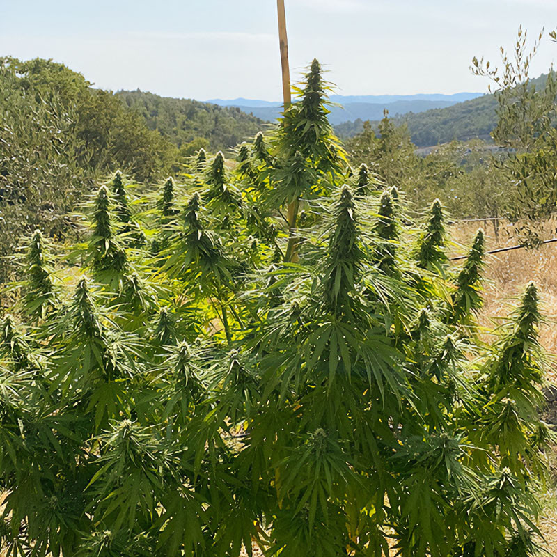 Charlotte's Angel - Dutch Passion - CBD semena, pohled 2