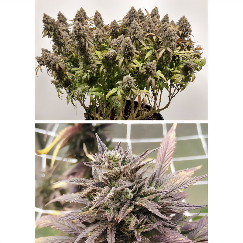 Charlotte's Angel - Dutch Passion - CBD semena, pohled 3