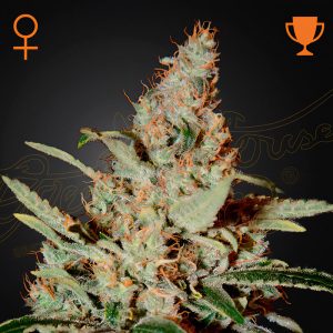 Chemdog Green House Seeds feminizovaná semena, pryskyřičnaté palice