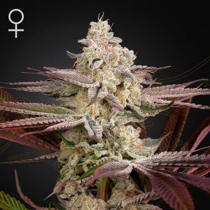 Chemical Bride Green House Seeds feminizovaná semena, pryskyřičnaté palice