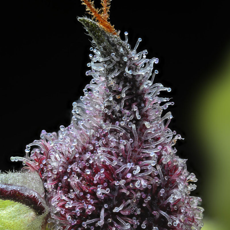 Cherry Poppers - Barney's Farm - Feminizovaná semena, pohled 2