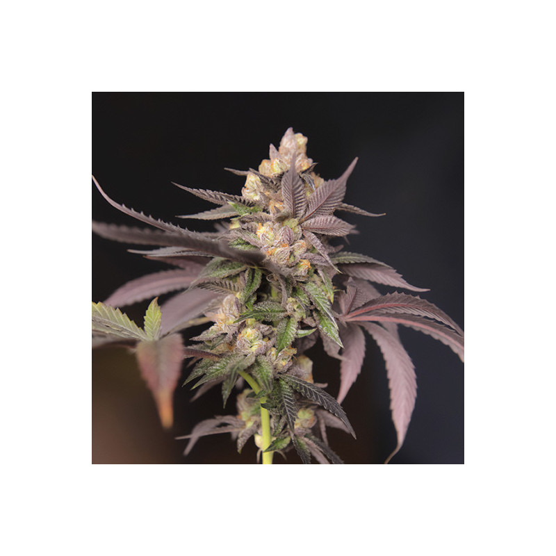 CherryTini - Perfect Tree - Regulérní semena, pohled 2