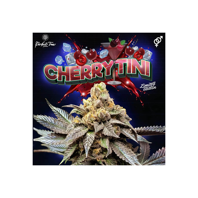 CherryTini - Perfect Tree - Regulérní semena, pohled 3