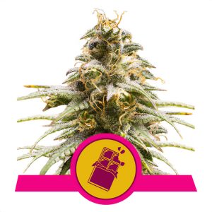 Chocolate Haze Royal Queen Seeds feminizovaná semena, pryskyřičnaté palice