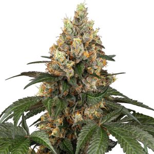 Chocolate Rainbow XXL Sensi Seeds feminizovaná semena, pryskyřičnaté palice