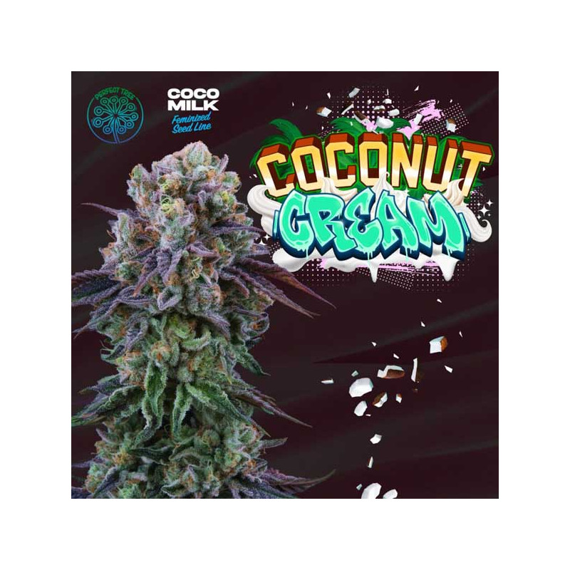 Coconut Cream - Perfect Tree - Feminizovaná semena, pohled 2