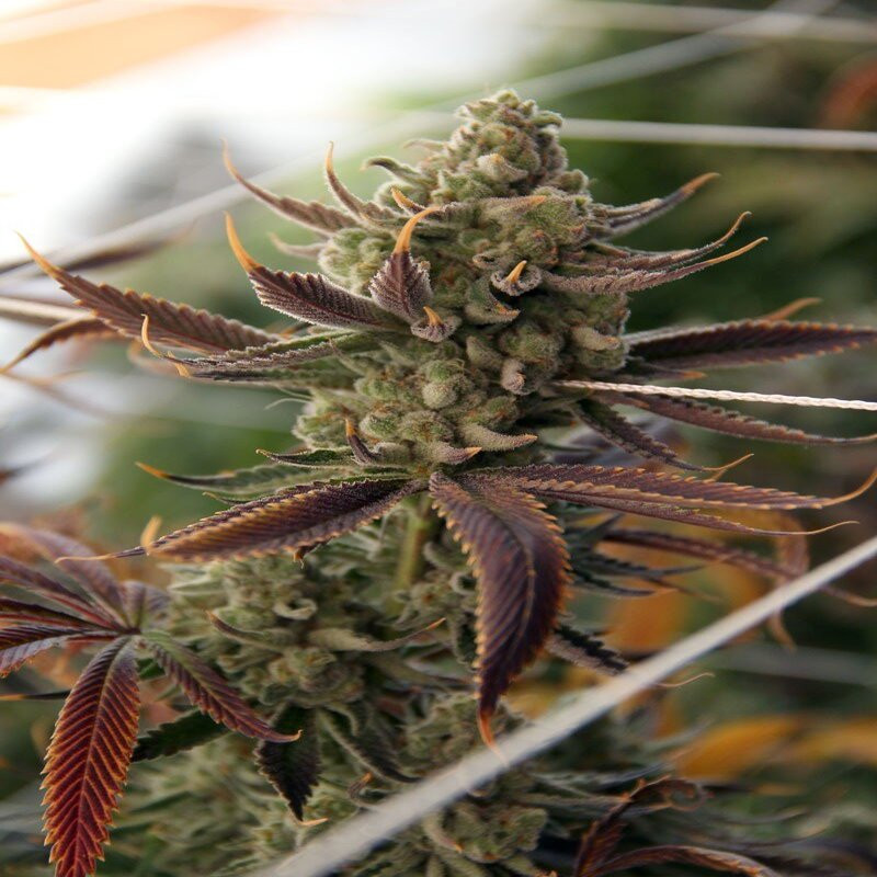 Conspiracy Kush MDLG Seeds feminizovaná semena, pryskyřičnaté palice