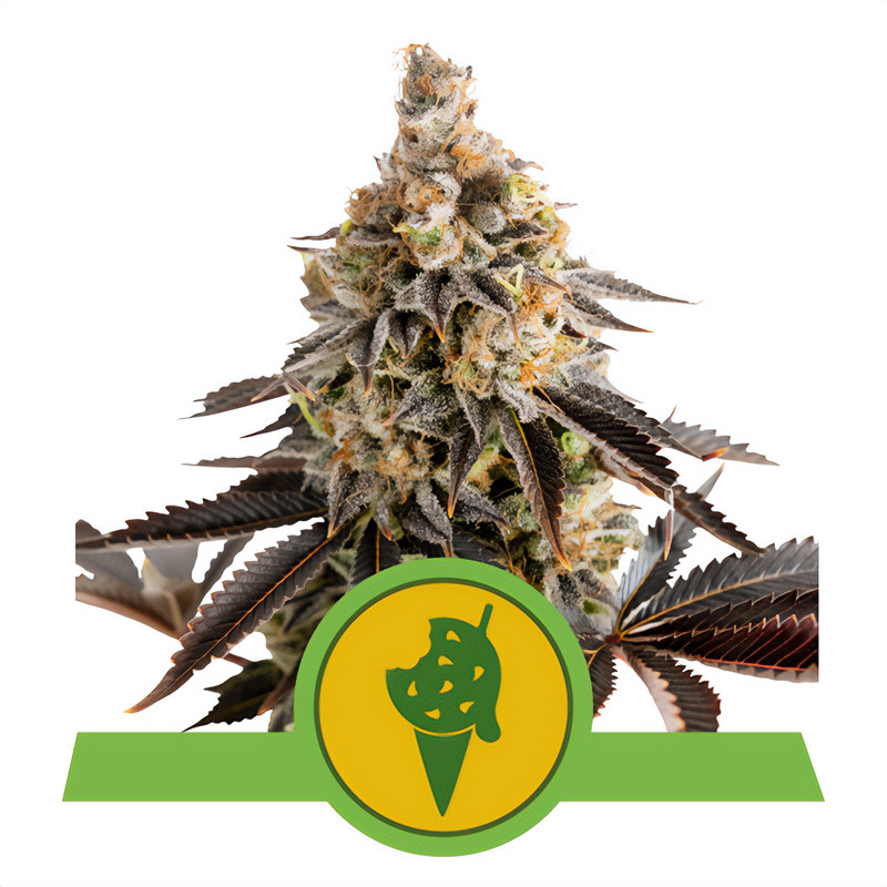 Cookies Gelato Automatic Royal Queen Seeds samonakvétací semena, pryskyřičnaté palice