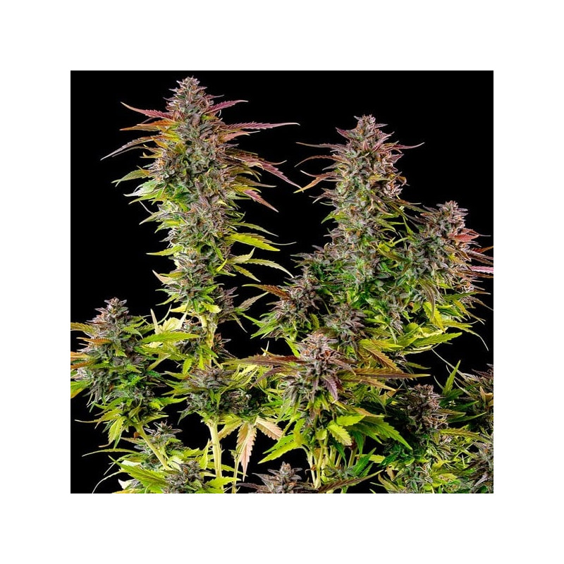 Cookies Gelato - Royal Queen Seeds - Feminizovaná semena, pohled 2