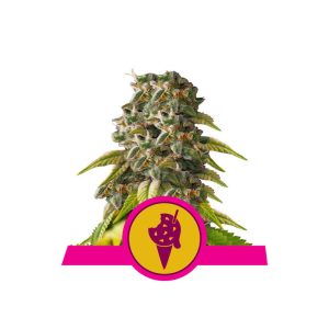 Cookies Gelato Royal Queen Seeds feminizovaná semena, pryskyřičnaté palice