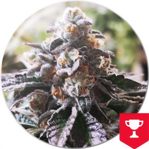 Cookies Purple Punch Medical Seeds feminizovaná semena, pryskyřičnaté palice