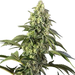 Cosmic Kiss Sensi Seeds feminizovaná semena, pryskyřičnaté palice