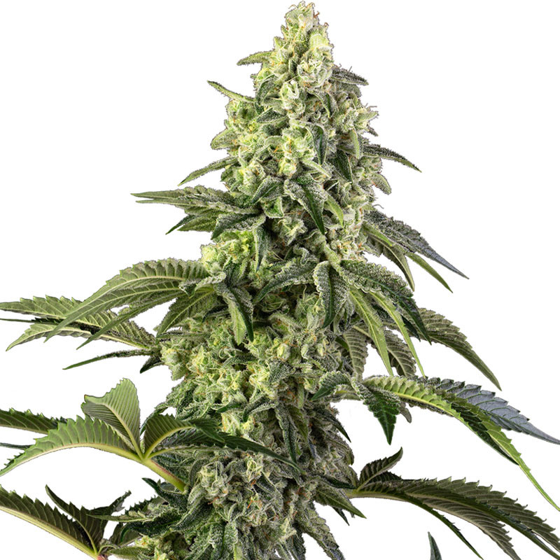 Cosmic Kiss Sensi Seeds feminizovaná semena, pryskyřičnaté palice
