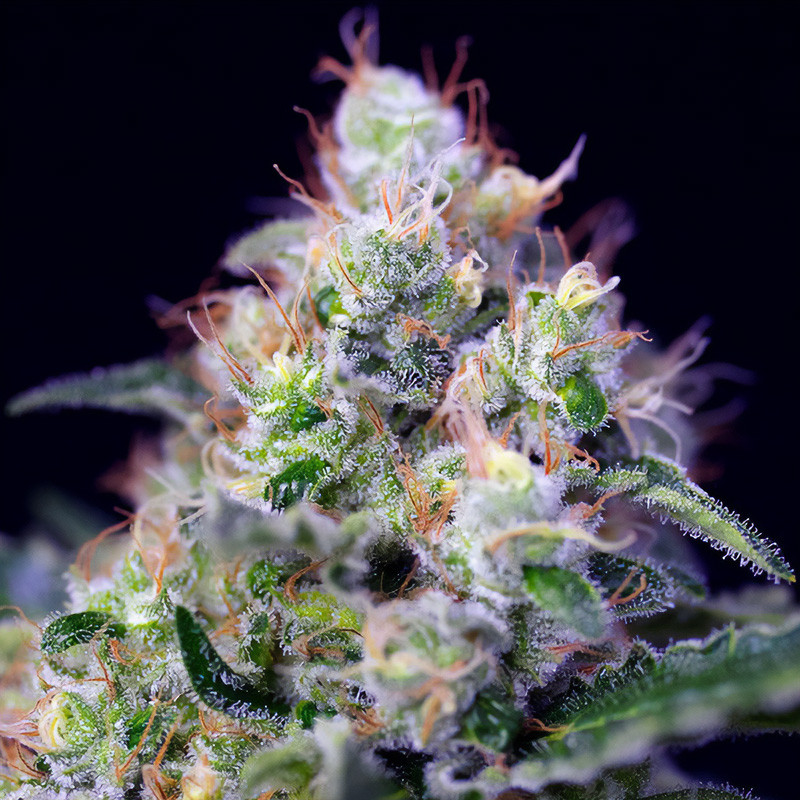 Cream Caramel - Sweet Seeds - Feminizovaná semena, pohled 2