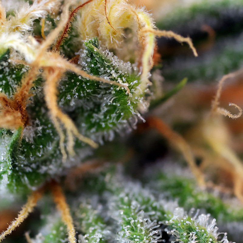 Cream Caramel - Sweet Seeds - Feminizovaná semena, pohled 3