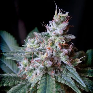 Cream Caramel Sweet Seeds feminizovaná semena, pryskyřičnaté palice