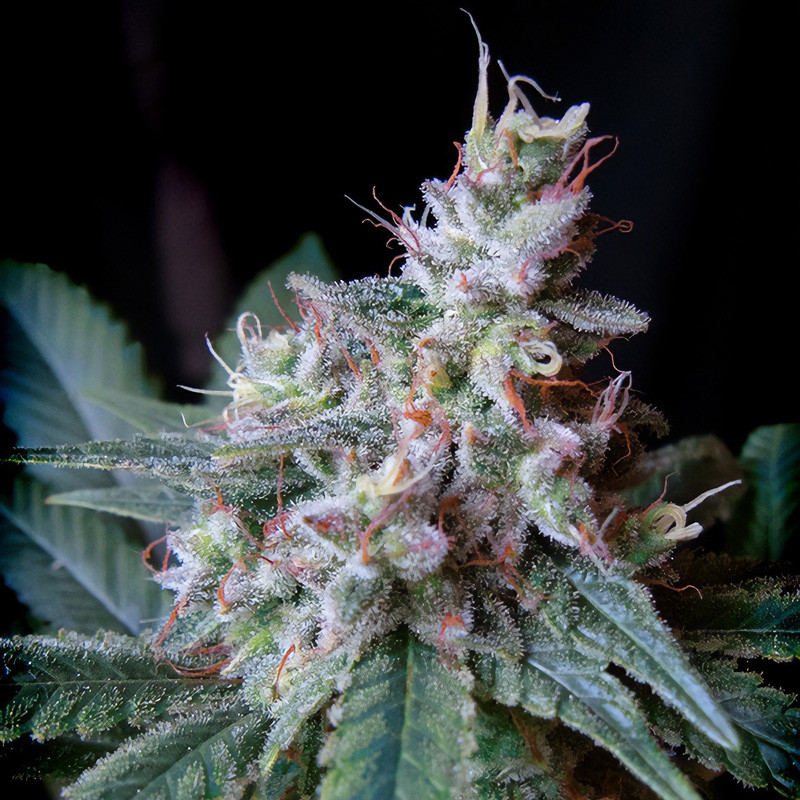 Cream Caramel Sweet Seeds feminizovaná semena, pryskyřičnaté palice