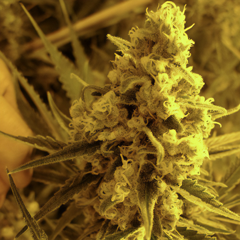 Critical Hog - TH Seeds - Feminizovaná semena, pohled 3