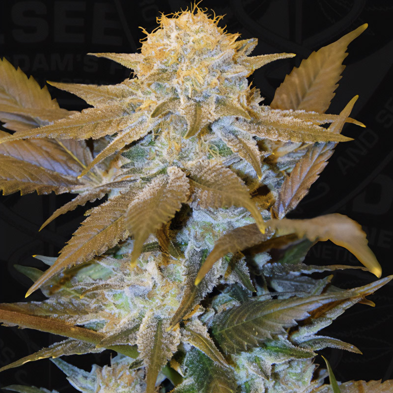 Critical Hog T.H. Seeds feminizovaná semena, pryskyřičnaté palice