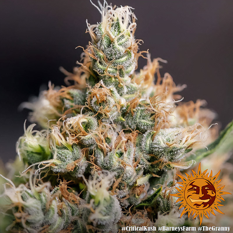 Critical Kush - Barney's Farm - Feminizovaná semena, pohled 2