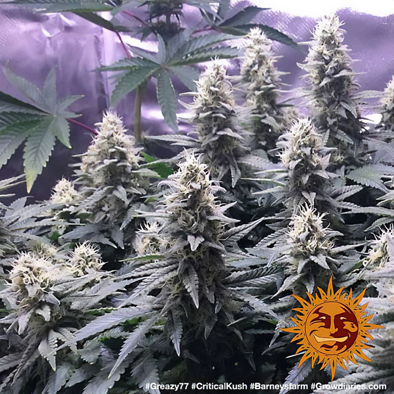 Critical Kush - Barney's Farm - Feminizovaná semena, pohled 3
