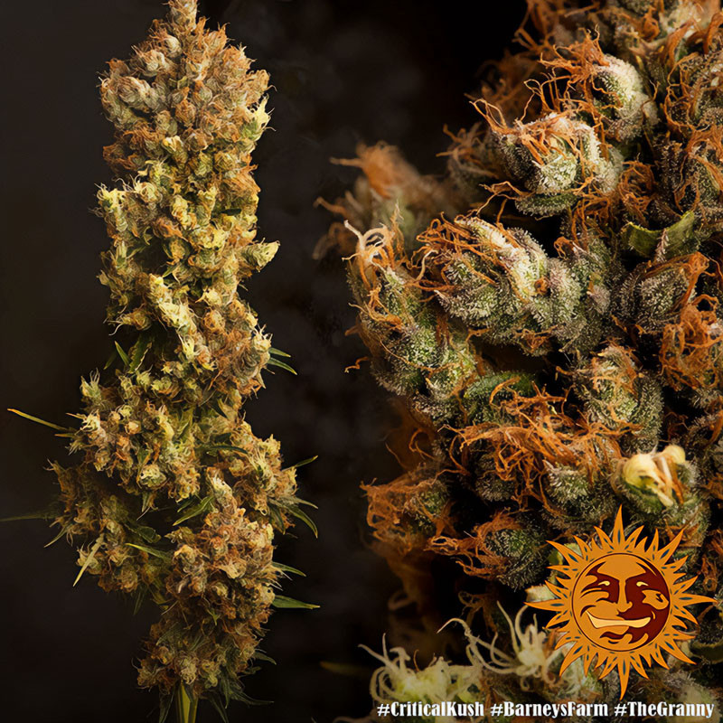 Critical Kush - Barney's Farm - Feminizovaná semena, pohled 4