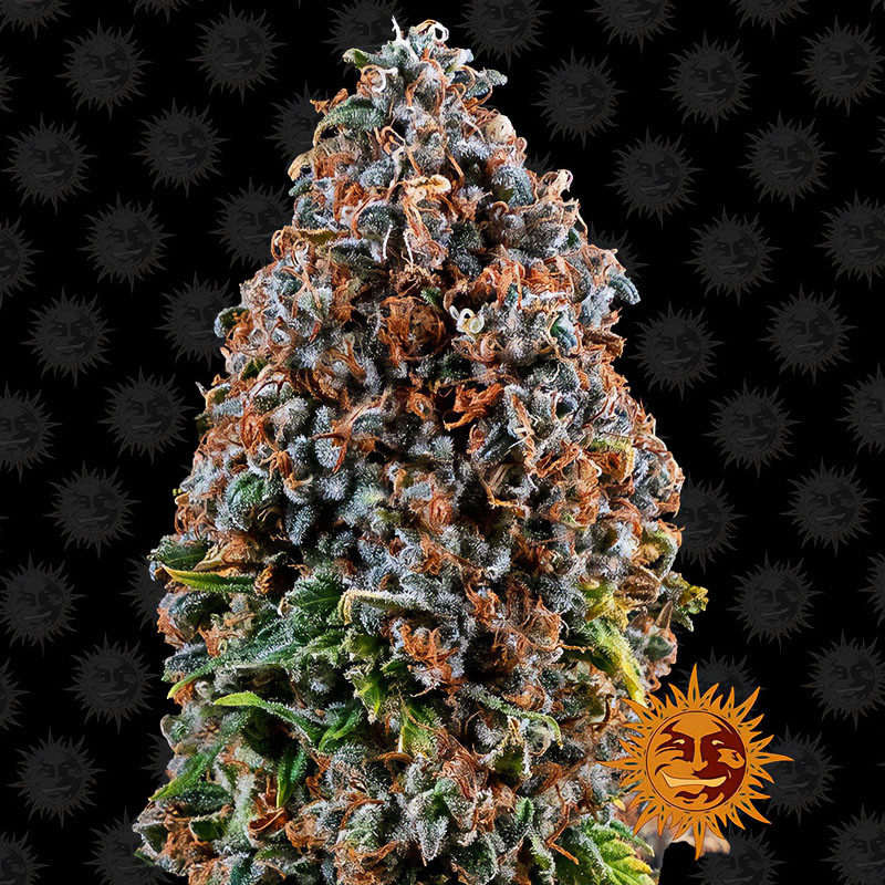 Critical Kush Barney's Farm feminizovaná semena, pryskyřičnaté palice