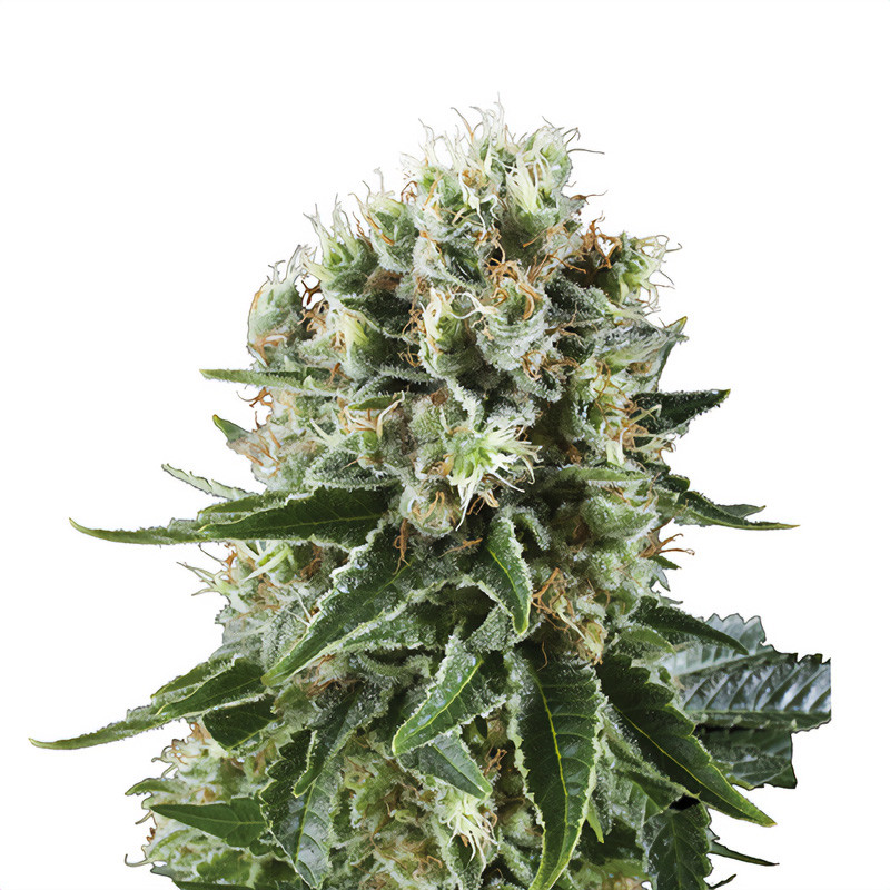 Critical Kush - Royal Queen Seeds - Feminizovaná semena, pohled 2