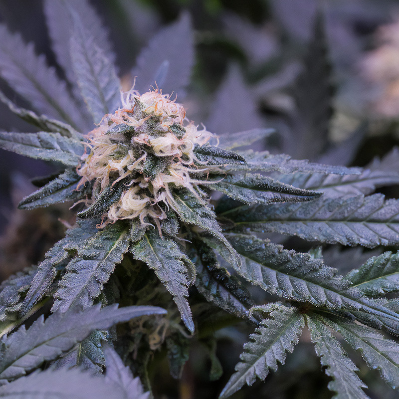 Critical Kush - Royal Queen Seeds - Feminizovaná semena, pohled 3