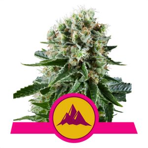Critical Kush Royal Queen Seeds feminizovaná semena, pryskyřičnaté palice