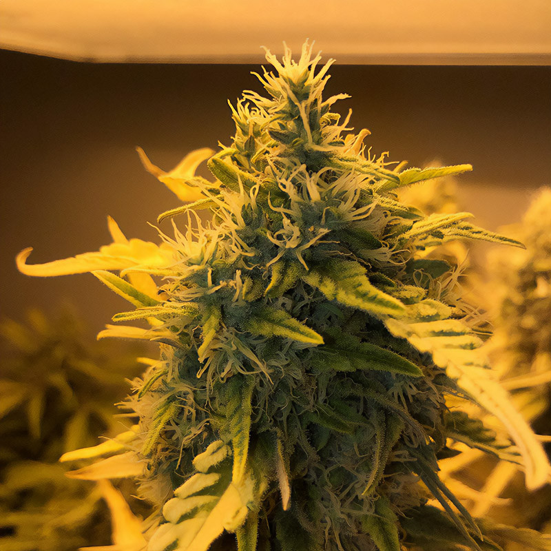 Critical Kush - Royal Queen Seeds - Feminizovaná semena, pohled 4