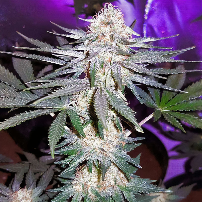 Critical Plus MDLG Seeds feminizovaná semena, pryskyřičnaté palice