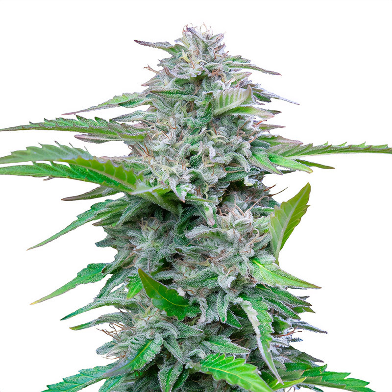 Critical - Royal Queen Seeds - Feminizovaná semena, pohled 3