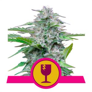 Critical Royal Queen Seeds feminizovaná semena, pryskyřičnaté palice