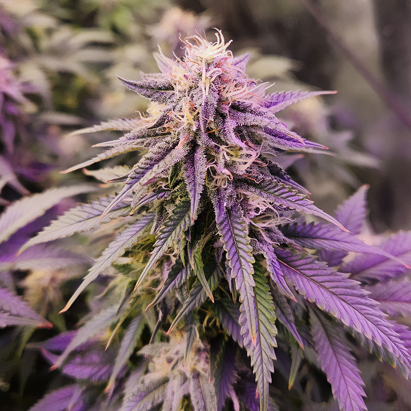 Critical - Royal Queen Seeds - Feminizovaná semena, pohled 4