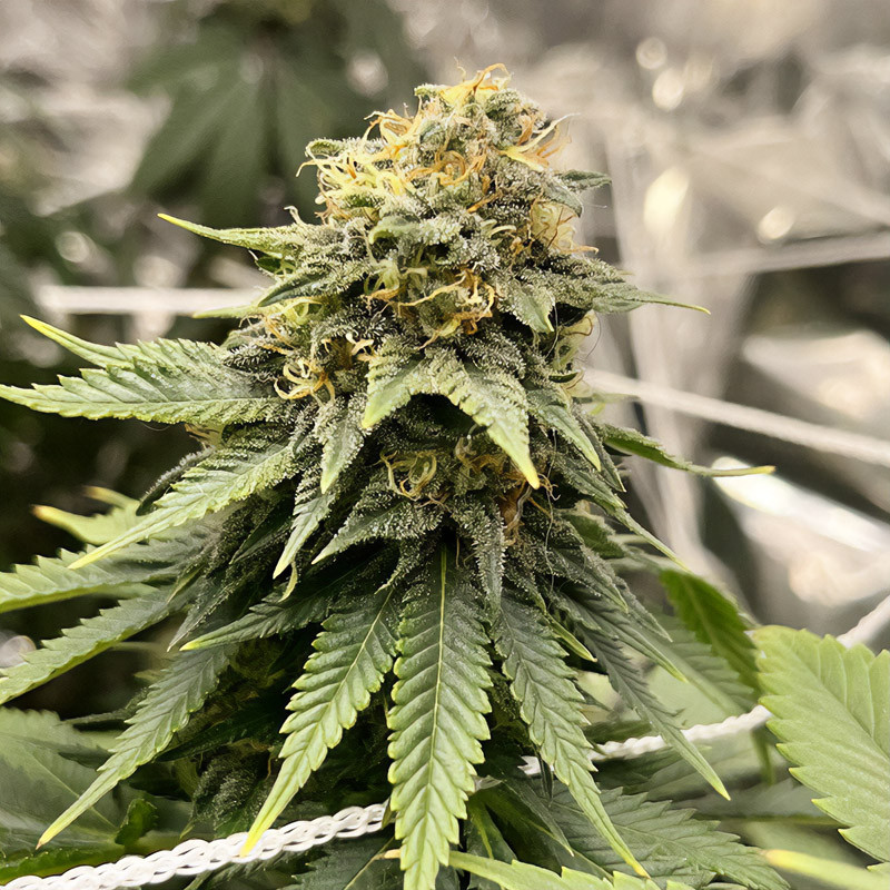 Critical - Royal Queen Seeds - Feminizovaná semena, pohled 5