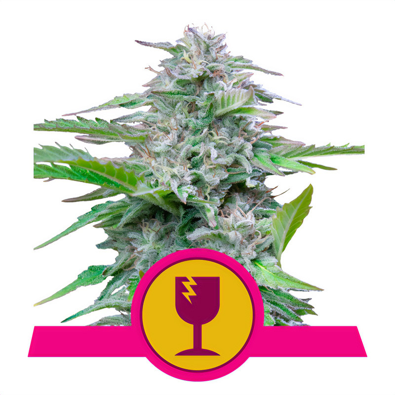 Critical Royal Queen Seeds feminizovaná semena, pryskyřičnaté palice