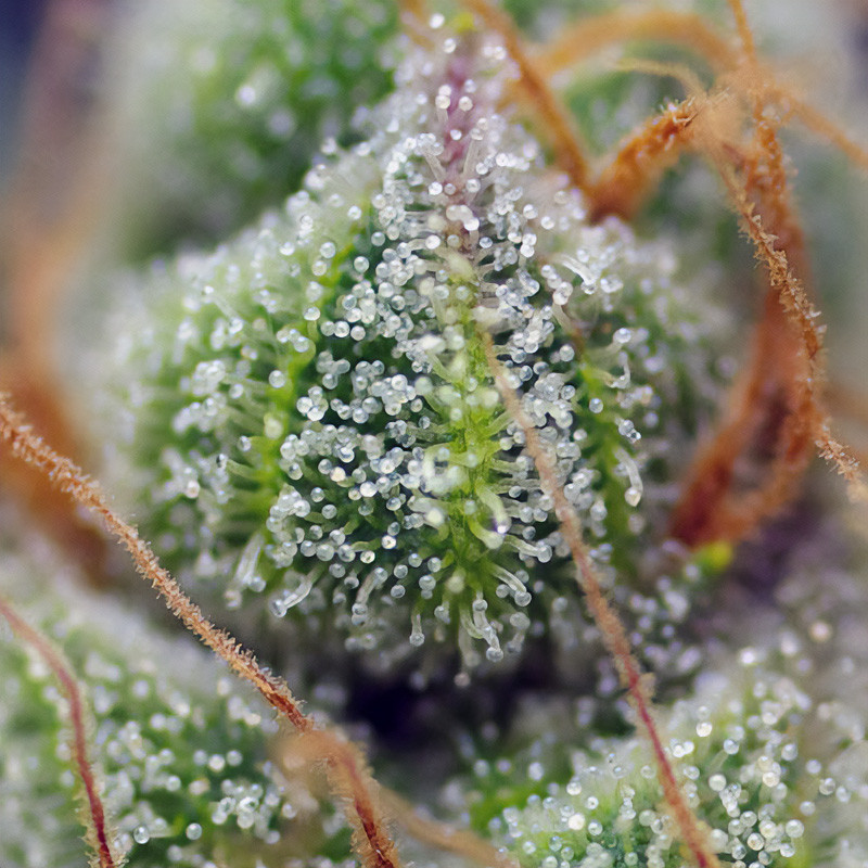 Crystal Candy - Sweet Seeds - Feminizovaná semena, pohled 2