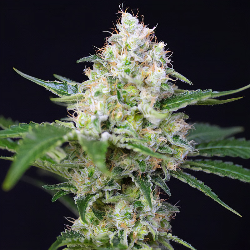 Crystal Candy - Sweet Seeds - Feminizovaná semena, pohled 3