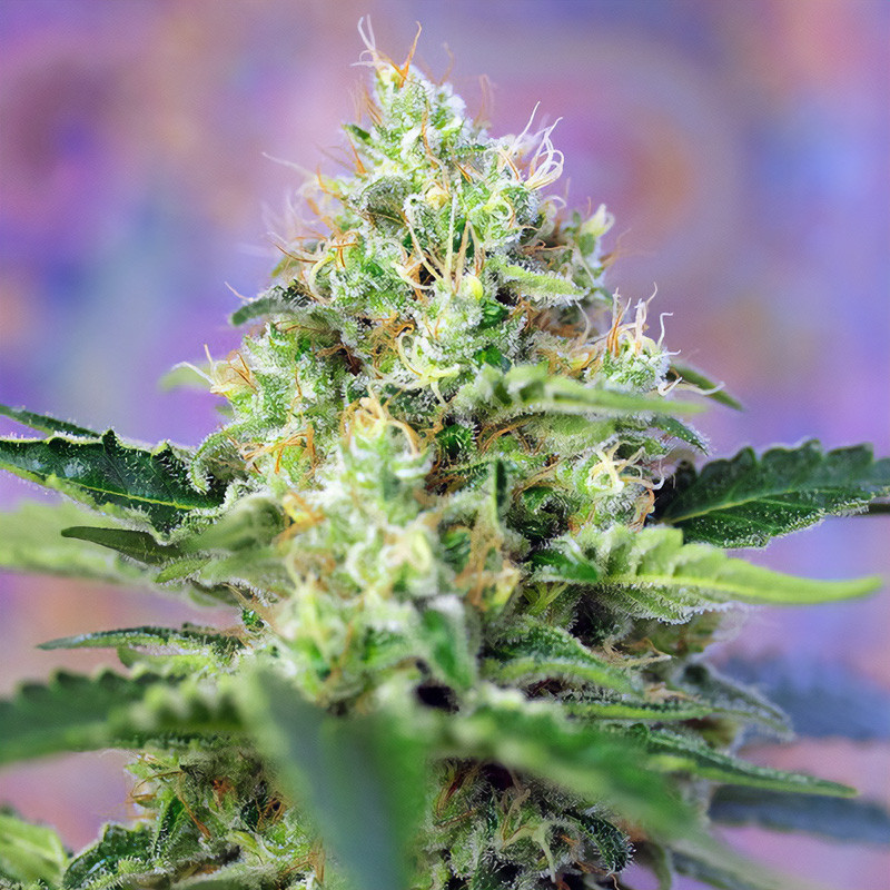 Crystal Candy Sweet Seeds feminizovaná semena, pryskyřičnaté palice