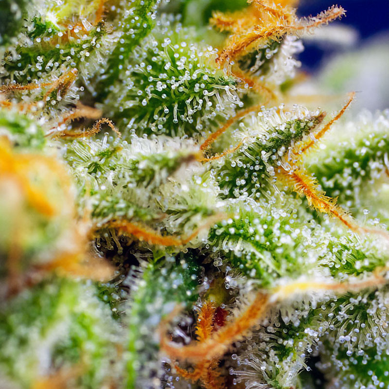 Crystal Candy XL Auto - Sweet Seeds - Samonakvétací semena, pohled 3
