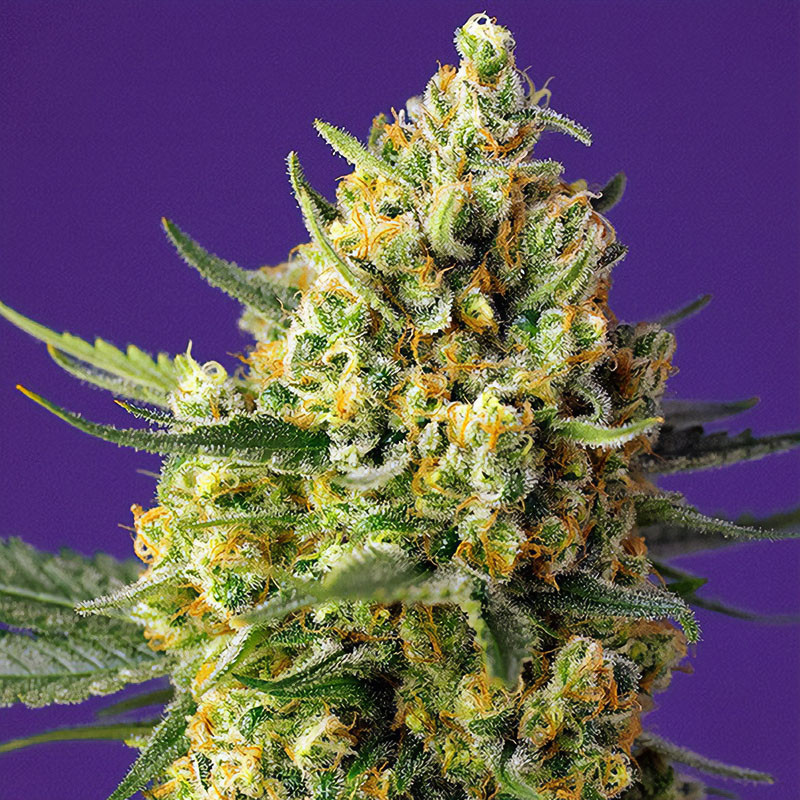 Crystal Candy XL Auto Sweet Seeds samonakvétací semena, pryskyřičnaté palice