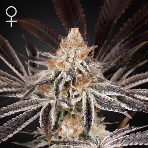 Dark Phoenix Green House Seeds feminizovaná semena, pryskyřičnaté palice